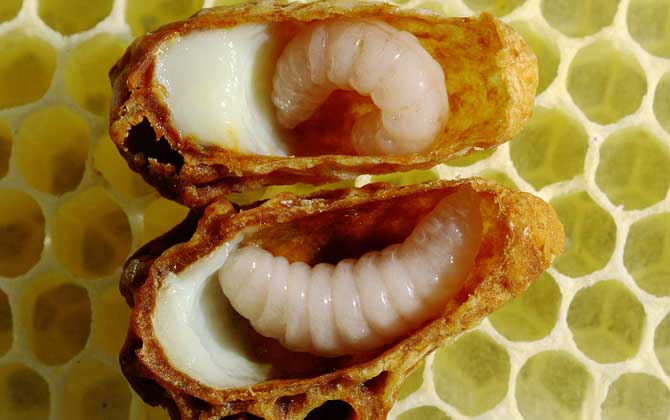 蜂蜜、蜂王漿、蜂膠、蜂蠟、蜂花粉、蜂毒、蜂蛹有什么區(qū)別? 蜂王漿