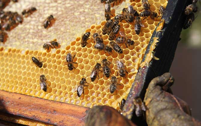 蜂蜜、蜂王漿、蜂膠、蜂蠟、蜂花粉、蜂毒、蜂蛹有什么區(qū)別? 蜂膠