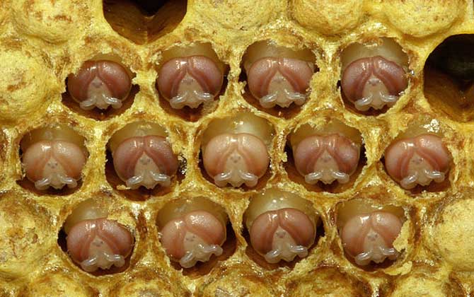 蜂蜜、蜂王漿、蜂膠、蜂蠟、蜂花粉、蜂毒、蜂蛹有什么區(qū)別? 蜂蛹