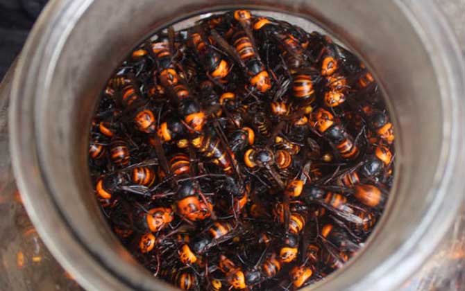 蜂酒的功效與作用有哪些?不但能祛風除濕,而且還能補腎壯陽! 蜂酒