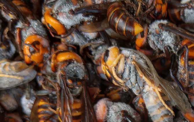 蜂酒的功效與作用有哪些?不但能祛風除濕,而且還能補腎壯陽! 蜂酒