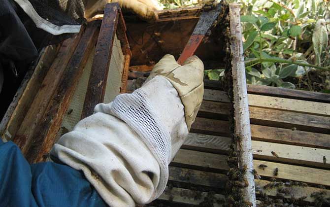 蜂膠是什么東西?蜜蜂采集樹膠加工成的,素有“液體黃金”之稱! 蜂膠