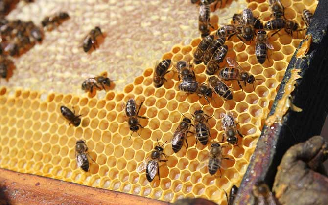 蜂膠是什么東西?蜜蜂采集樹膠加工成的,素有“液體黃金”之稱! 蜂膠