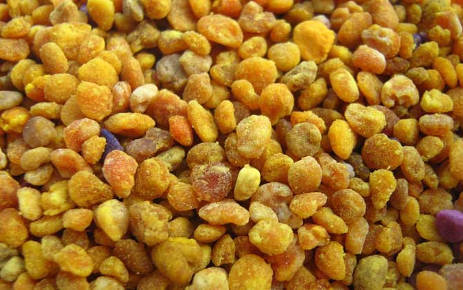 蜂花粉的禁忌有哪些?除了不能過量食用,還要提防發(fā)生過敏反應(yīng)! 蜂花粉