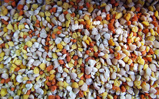 蜂花粉的禁忌有哪些?除了不能過量食用,還要提防發(fā)生過敏反應(yīng)! 蜂花粉