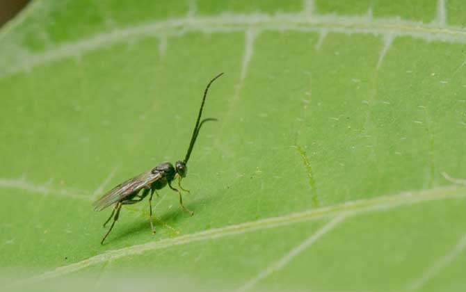 蜂的種類有哪些?除了蜜蜂和馬蜂外,還有熊蜂、姬蜂、木蜂等等! 繭蜂