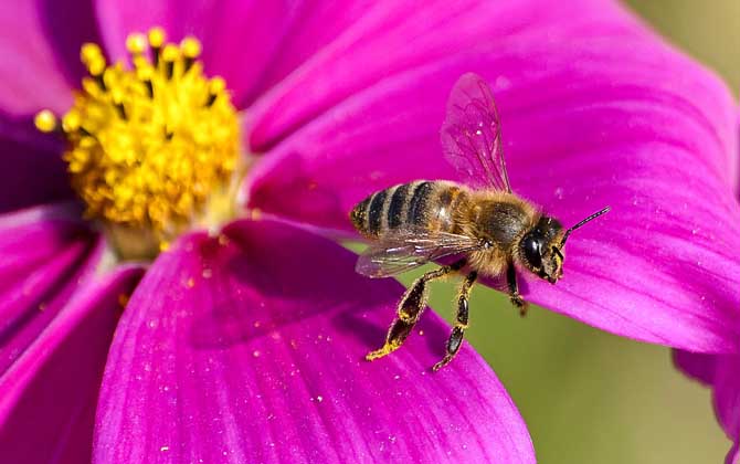 蜜蜂是益蟲還是害蟲?為什么?事實(shí)上很多植物授粉都離不開蜜蜂! 蜜蜂