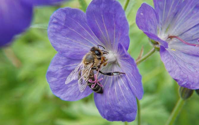 蜜蜂是益蟲還是害蟲?為什么?事實(shí)上很多植物授粉都離不開蜜蜂! 蜜蜂