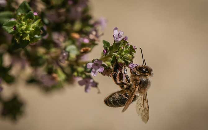 蜜蜂是益蟲還是害蟲?為什么?事實(shí)上很多植物授粉都離不開蜜蜂! 蜜蜂