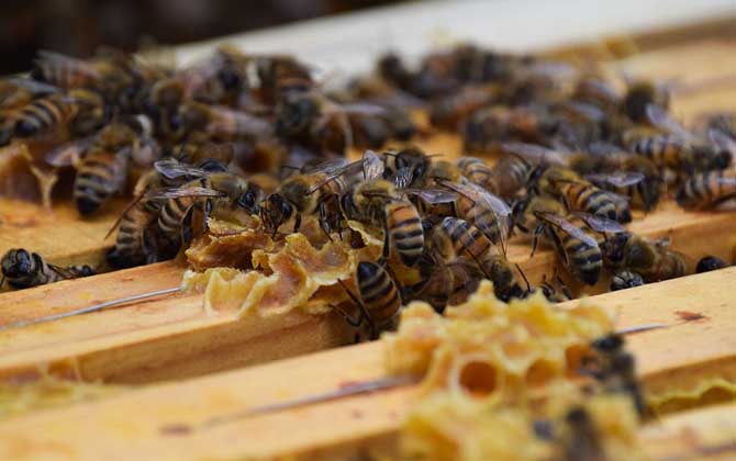 工蜂產卵怎么處理?必須先處理產卵工蜂,然后再介入一只新蜂王! 工蜂