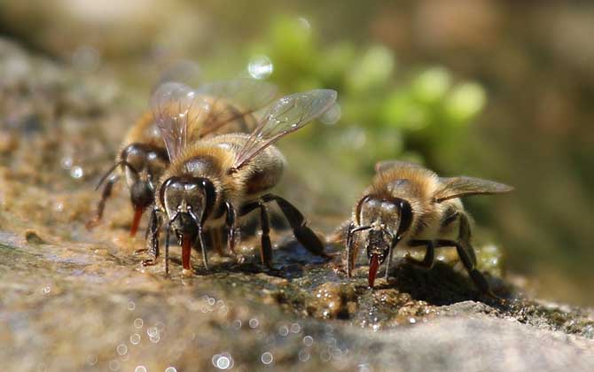 蜜蜂采蜜是什么季節?兩個必要條件,一是有蜜源,二是氣候適宜! 蜜蜂