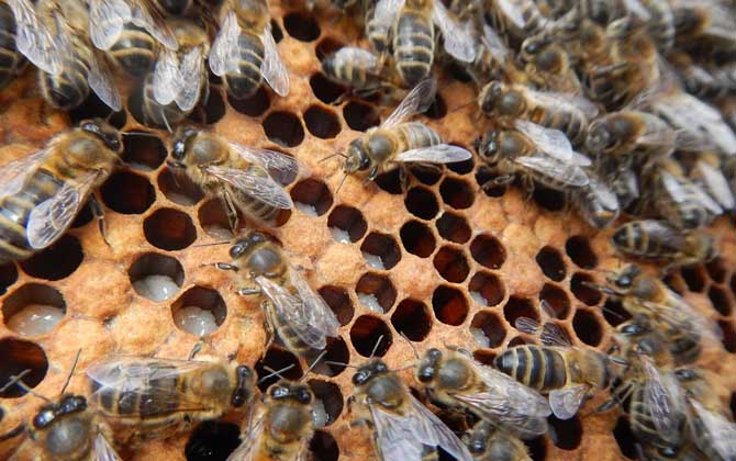 蜜蜂春繁什么時候開始?氣候不同,蜜蜂春繁開始時間也各不相同! 蜜蜂