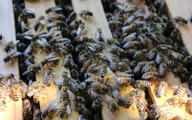 蜜蜂春繁什么時候開始?氣候不同,蜜蜂春繁開始時間也各不相同! 蜜蜂