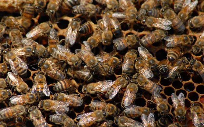 蜜蜂春繁什么時候開始?氣候不同,蜜蜂春繁開始時間也各不相同! 蜜蜂