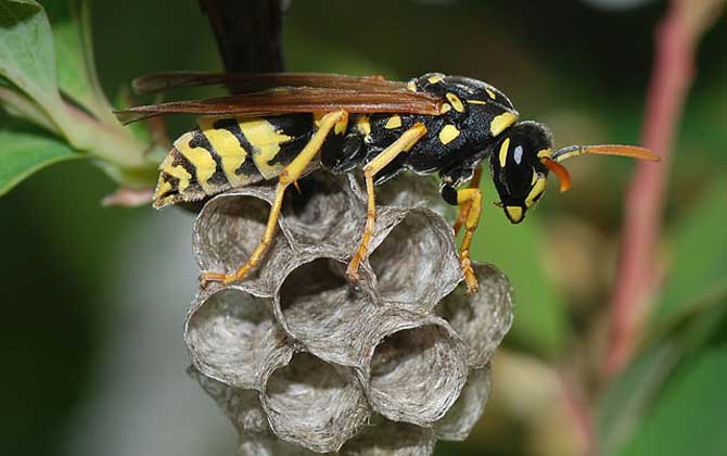 馬蜂蟄后多久就安全了?至少觀察24小時,沒有異常基本就安全了! 馬蜂