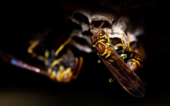 被馬蜂蟄了怎么辦?切勿掉以輕心,馬蜂蟄人致死絕非是空穴來風! 馬蜂