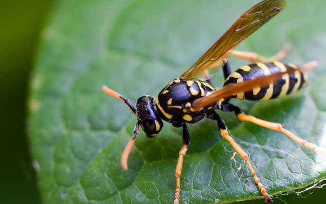 被馬蜂蟄了怎么辦?切勿掉以輕心,馬蜂蟄人致死絕非是空穴來風! 馬蜂