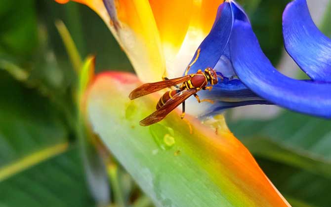 被馬蜂蟄了怎么辦?切勿掉以輕心,馬蜂蟄人致死絕非是空穴來風! 馬蜂