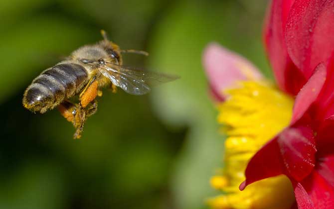 蜜蜂為什么要采蜜?實際上是在獲取食物,蜜源豐富時蜜蜂還會釀蜜! 蜜蜂