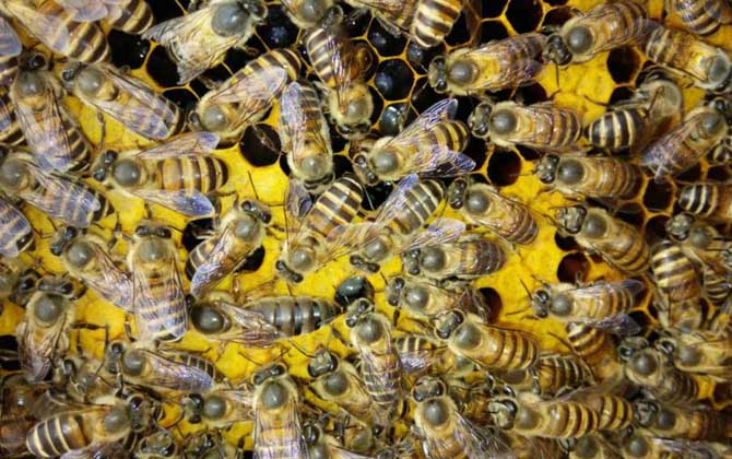 蜜蜂養(yǎng)殖技術(shù)有哪些?學(xué)會(huì)這些養(yǎng)蜂技術(shù),蜜蜂養(yǎng)殖才能得心應(yīng)手! 蜜蜂養(yǎng)殖