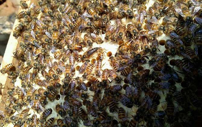 蜜蜂養(yǎng)殖技術(shù)有哪些?學(xué)會(huì)這些養(yǎng)蜂技術(shù),蜜蜂養(yǎng)殖才能得心應(yīng)手! 蜜蜂養(yǎng)殖