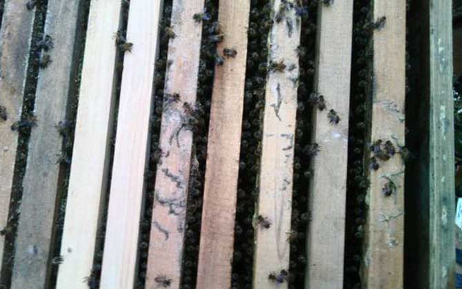 蜜蜂冬天怎么喂養(yǎng)?最好能一次性補(bǔ)足飼料,否則不利于蜂群越冬! 蜜蜂