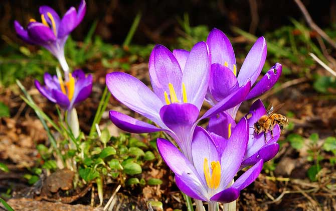 蜜蜂是昆蟲嗎?蜜蜂是典型的昆蟲,一對觸角,兩對翅膀,三對足! 蜜蜂