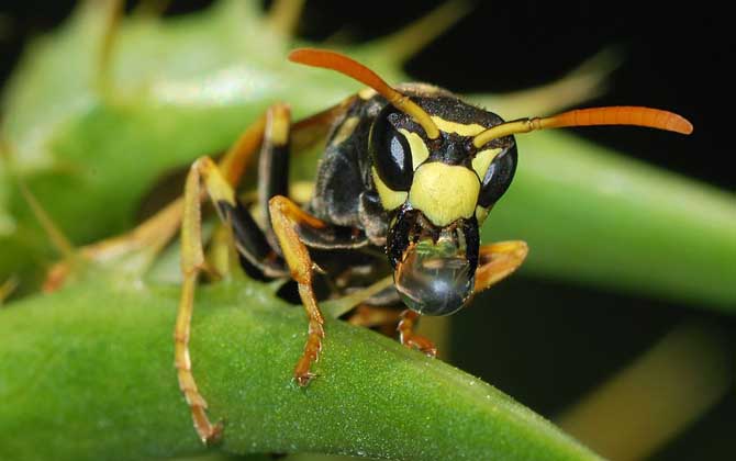 牛角蜂蟄了多久過危險期?至少觀察1天,若有異常要立即就醫! 牛角蜂
