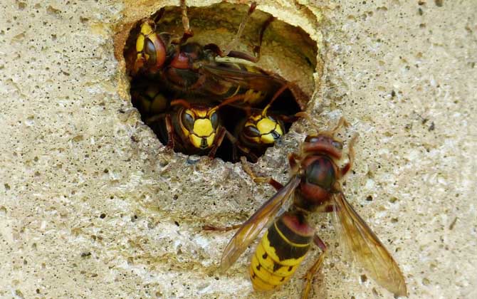 牛角蜂蟄了多久過危險期?至少觀察1天,若有異常要立即就醫! 牛角蜂