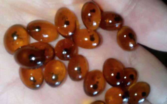 蜂膠什么年齡吃最好?最適合中老年人吃,青少年要少吃或不吃! 蜂膠