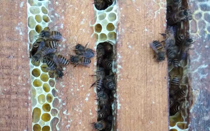 養(yǎng)中蜂最忌諱什么?這幾個毛病不改掉,永遠都養(yǎng)不好中蜂! 中蜂