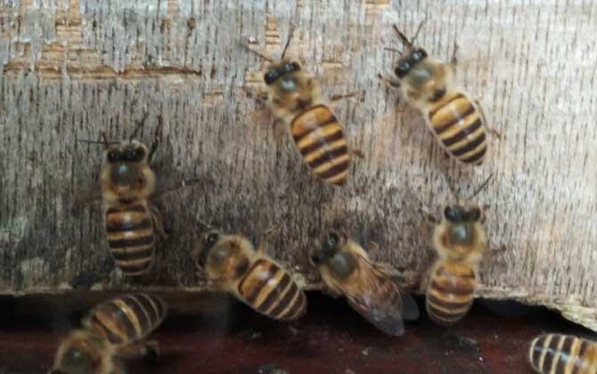 養(yǎng)中蜂最忌諱什么?這幾個毛病不改掉,永遠都養(yǎng)不好中蜂! 中蜂