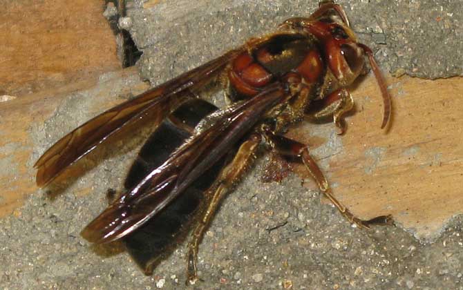 世界上最毒的蜂排名,尤其是前三種蜂,經(jīng)常有蜇人致死的報道! 黑絨胡蜂