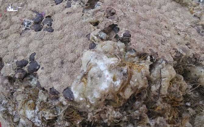 石蜜是什么東西?和蜂蜜沒(méi)有任何關(guān)系,騙子常用來(lái)欺騙消費(fèi)者! 石蜜