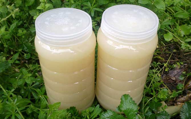 油菜花蜂蜜有什么功效與作用?這6個好處,只有經常喝的才知道! 油菜花蜂蜜