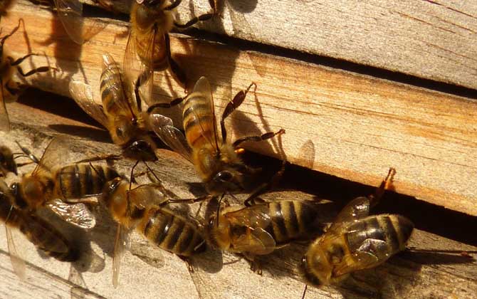 新手養(yǎng)蜂入門技術(shù)有哪些?只有掌握這些技術(shù),養(yǎng)蜂才能得心應(yīng)手! 養(yǎng)蜂