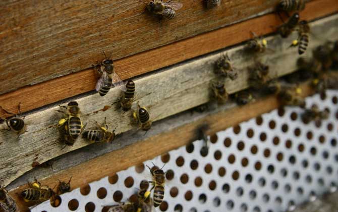 新手養(yǎng)蜂入門技術(shù)有哪些?只有掌握這些技術(shù),養(yǎng)蜂才能得心應(yīng)手! 養(yǎng)蜂