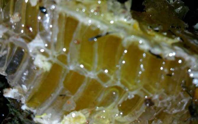 土蜂蜜價(jià)格多少錢一斤?比普通蜂蜜貴得多,基本都在100元以上! 土蜂蜜