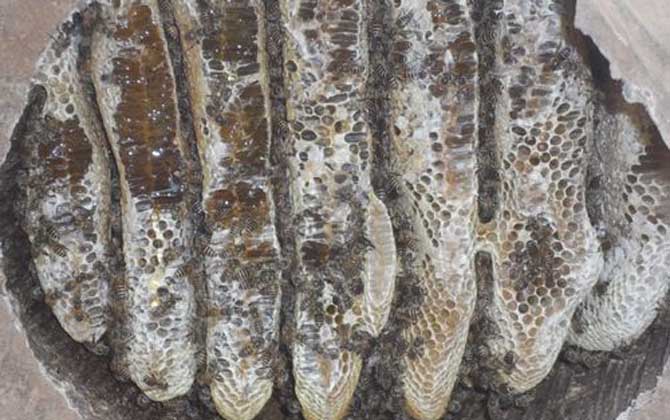 土蜂蜜價(jià)格多少錢一斤?比普通蜂蜜貴得多,基本都在100元以上! 土蜂蜜