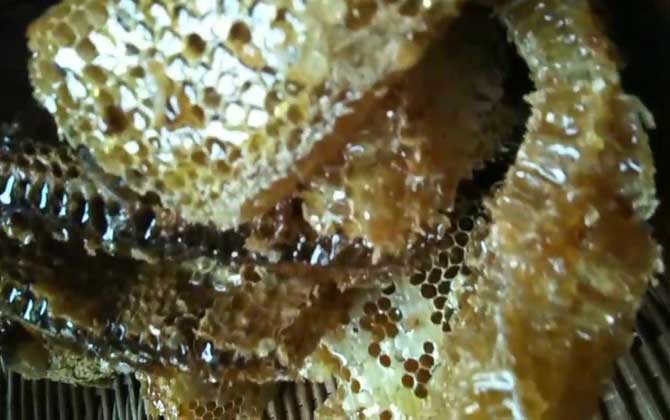 土蜂蜜的作用與功效有哪些?經常喝土蜂蜜,這7個好處跑不了! 土蜂蜜