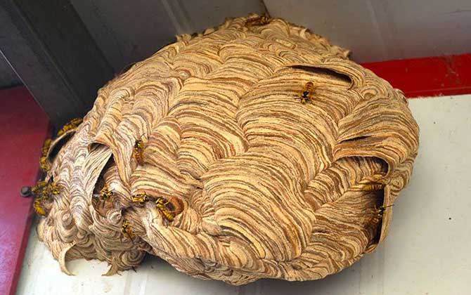 被馬蜂蟄了不處理有事嗎?小型馬蜂一般沒事,大型馬蜂可能致命! 馬蜂