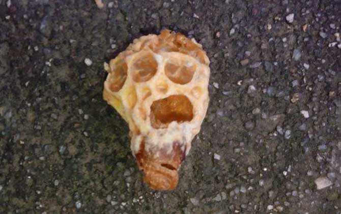 王臺封蓋后幾天出新王?大致需要8天,新王從卵到蜂一共要16天! 王臺