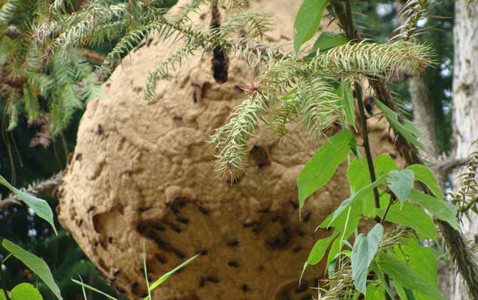 馬蜂記仇記多久?沒有固定的時間,信息素未消散前馬蜂都會報復(fù)! 馬蜂