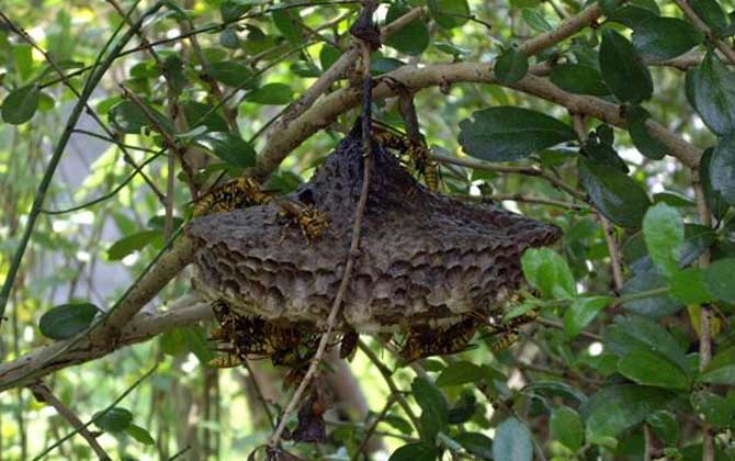 馬蜂來家里是福還是禍?無關禍福,只能說家里環境適合馬蜂筑巢! 馬蜂