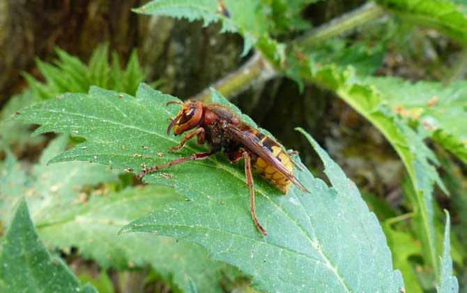 牛角蜂是什么蜂?并不特指某一種蜂,而是多種大型胡蜂的俗稱! 牛角蜂