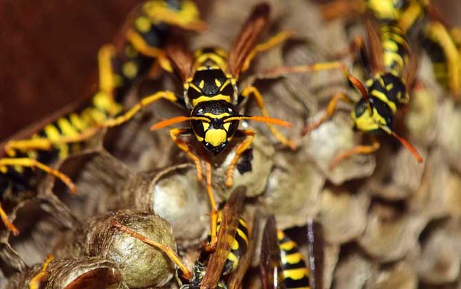 馬蜂蟄了怎么消腫止痛?先用食醋沖洗被蟄處,然后再涂抹些藥物! 馬蜂