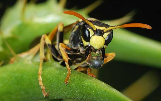 馬蜂蟄了怎么消腫止痛?先用食醋沖洗被蟄處,然后再涂抹些藥物! 馬蜂