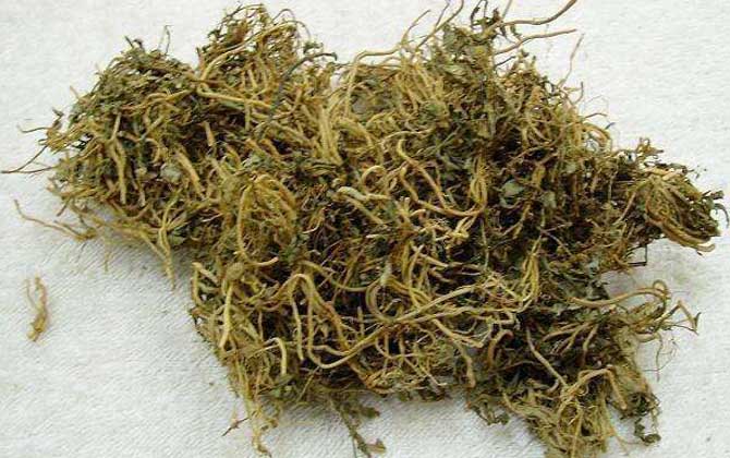 被馬蜂蟄了涂什么管用?試試它們,不但能消腫,還能止癢止痛! 半邊蓮