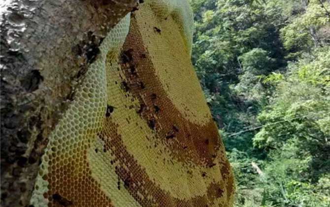 野生蜂蜜多少錢一斤?一般都不低于200元,有些甚至要300元以上! 野生蜂蜜
