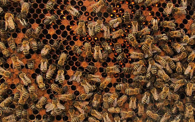 一框蜂怎樣繁殖快?管理是關鍵,管理好了一框蜂也能快速繁殖! 養蜂